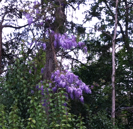 wisteria closeup