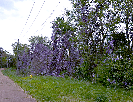 wisteria in trees